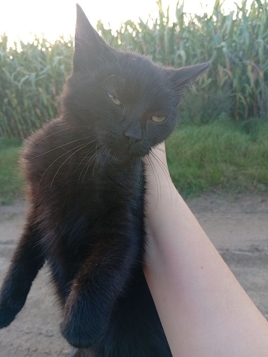 Oddam kotki 4 miesięczne