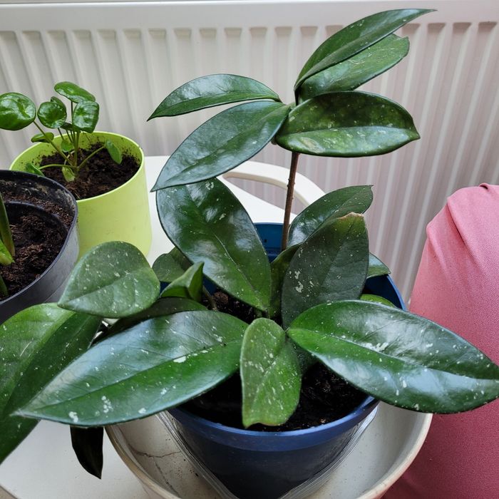 Duże kwiaty doniczkowe