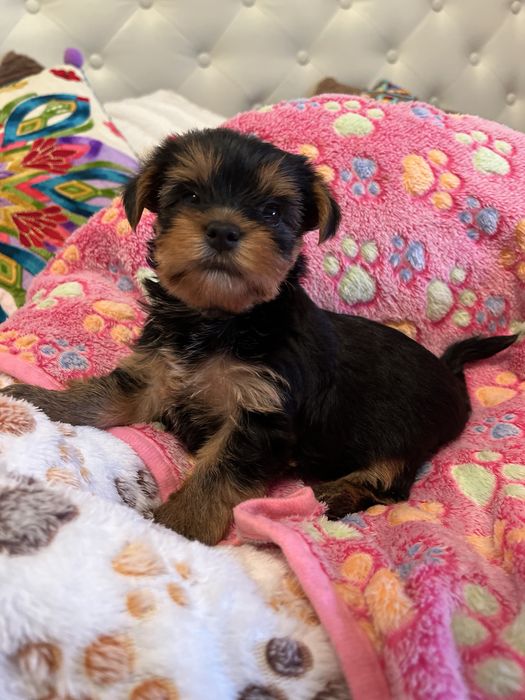 Yorkshire Terrier com LOP