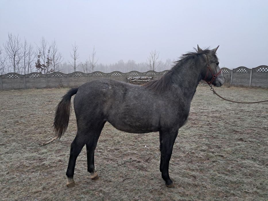 Klacz śląska programowa
