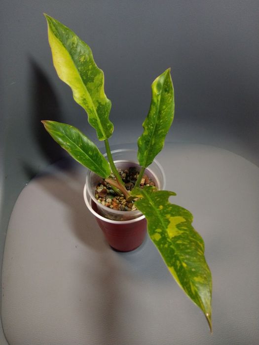 Philodendron Ring Of Fire