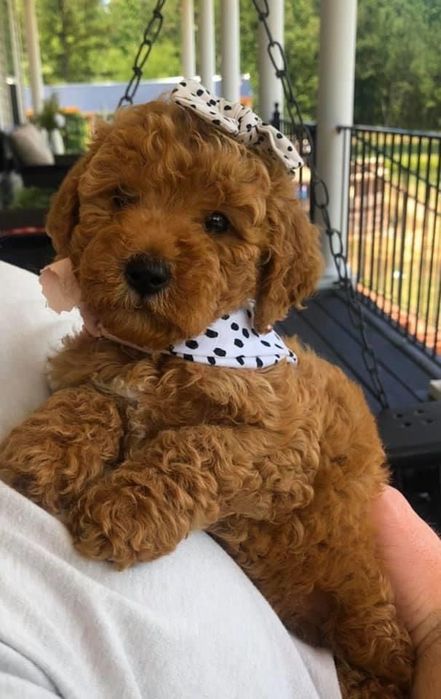 Домашні той-пуделі з гармонійним характером