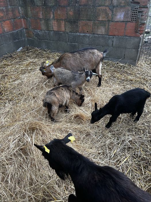 Cabras anas machos e femeas