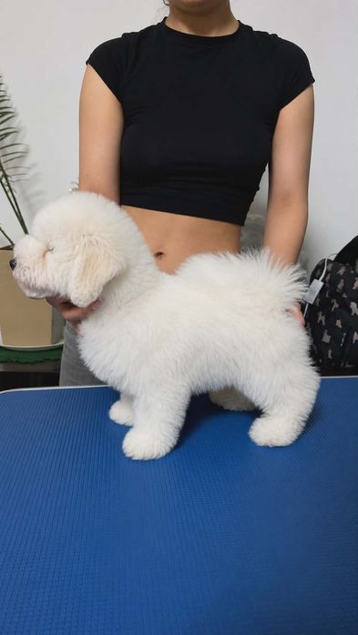 Bichon frise FCI ZKwP