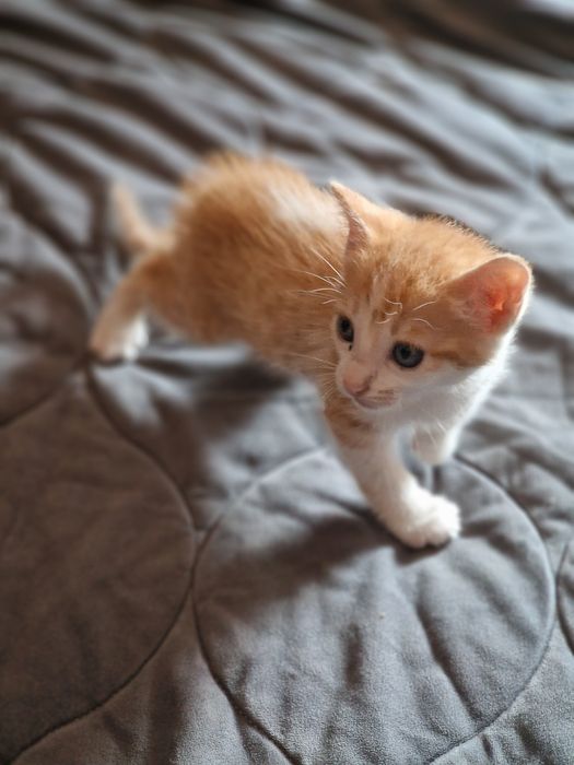 Gatinhos para adoção