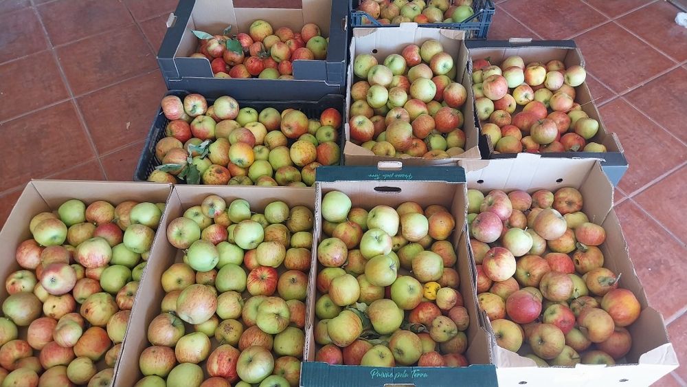 Maça Fuji biológica, sem qualquer fitoterapêutico