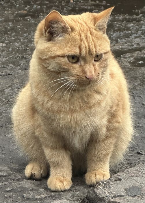 Кошеня хлопчик рудий шукає дім