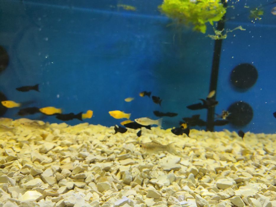 Mollys  variadas