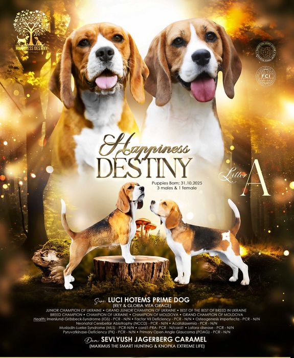 Цуценята бігля. Бігль КСУ/FCI