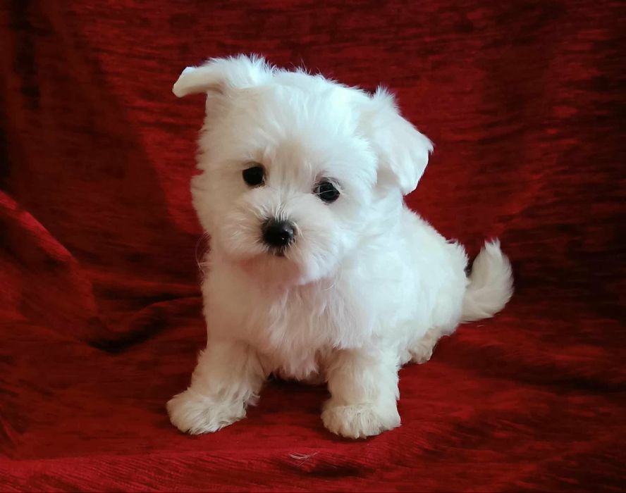 MALTAŃCZYK piesek - maleńki (XS)