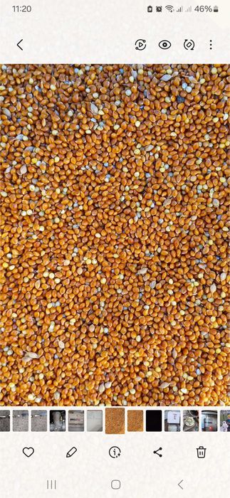 Кукуруза  Пшеница озимая  ячмень 9грн/кгрн солома ячка пшенична