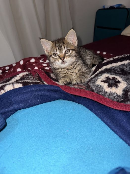 Da-se gatinha bebe