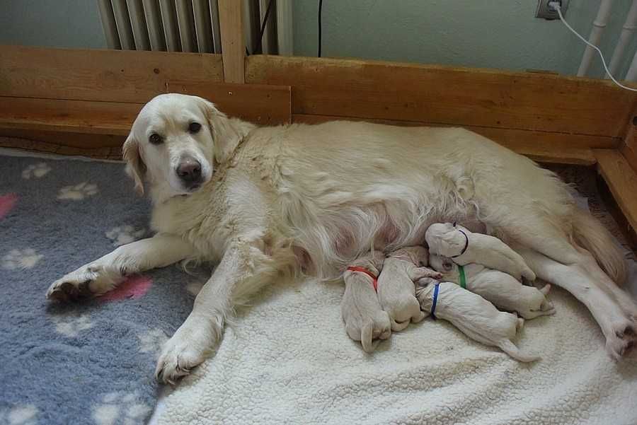 golden retriever szczeniak