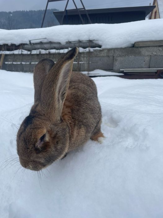 Бельгіський велетень