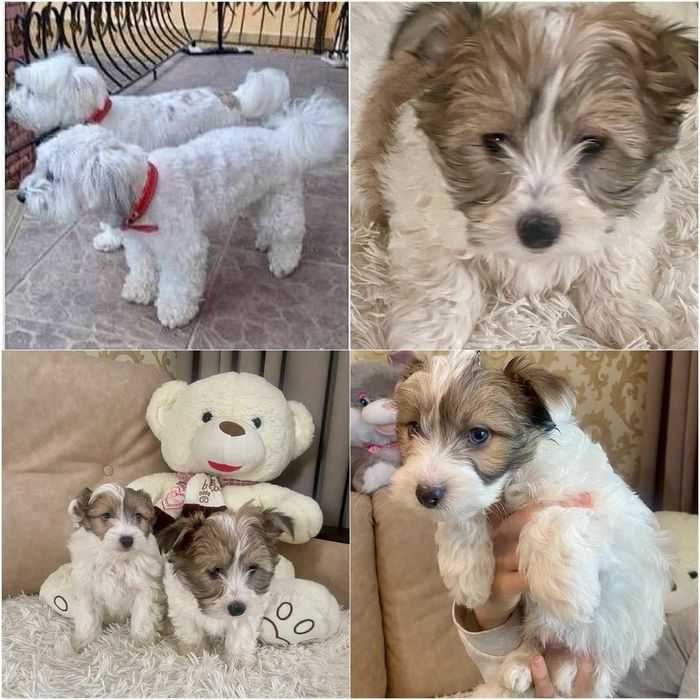 Продам цуценят балонки