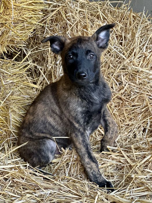 Пацан! Голландская овчарка!