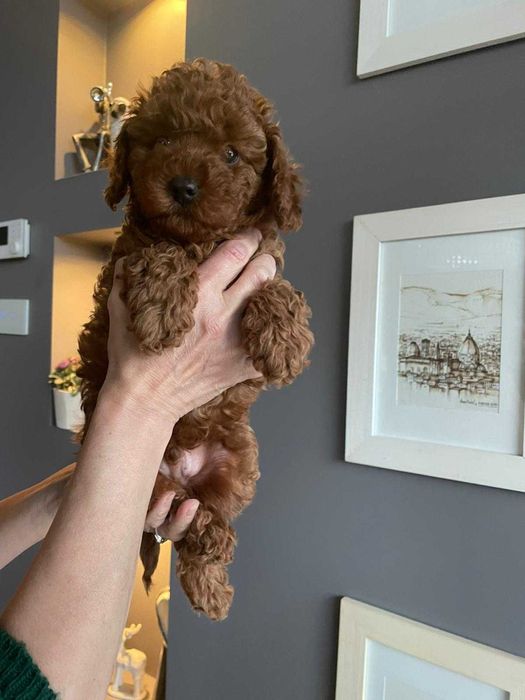 Pudel miniaturowy red