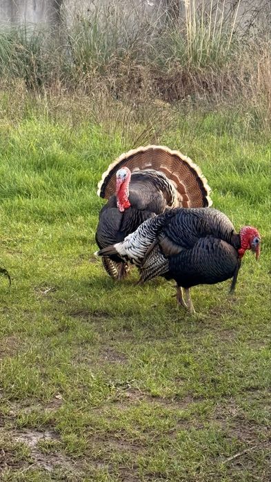 Perus 2 machos adultos