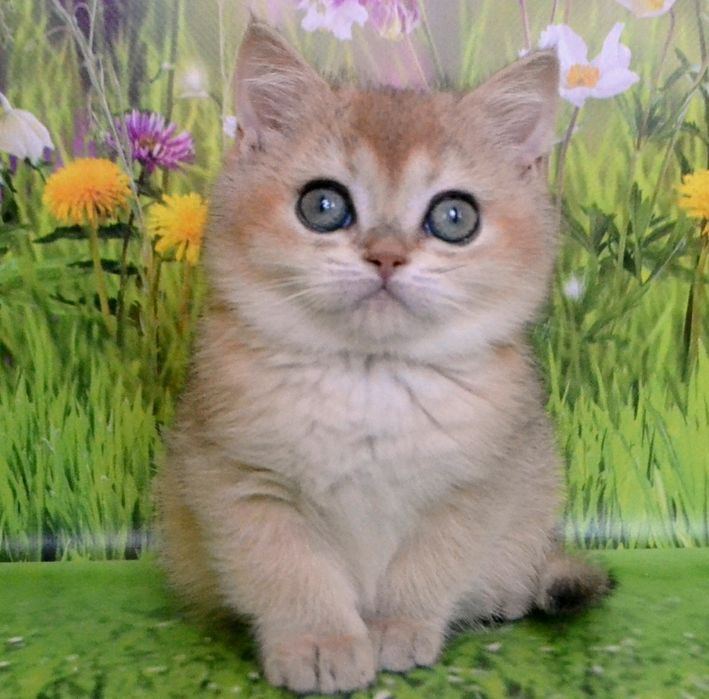 Котенок золотая шиншилла