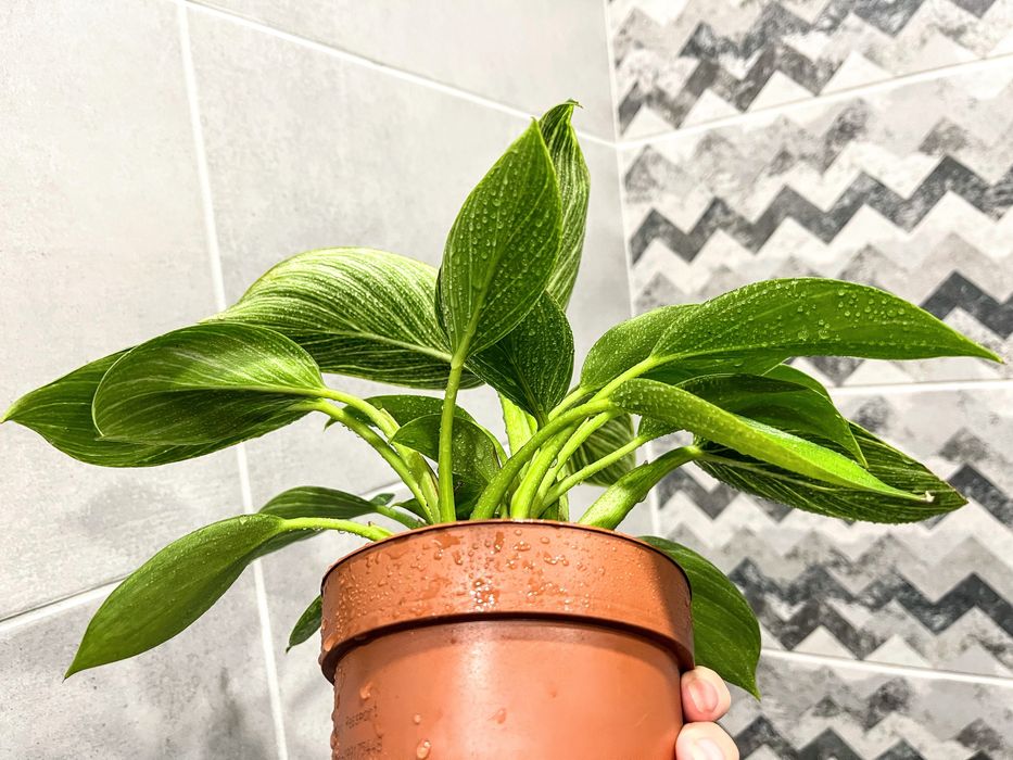 Филодендрон Birkin - комнатное растение