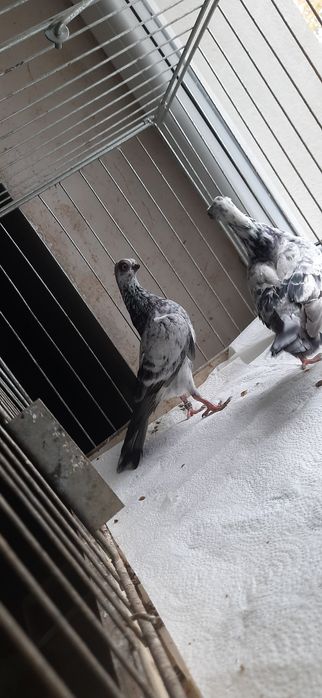 Para szeków pergole 25