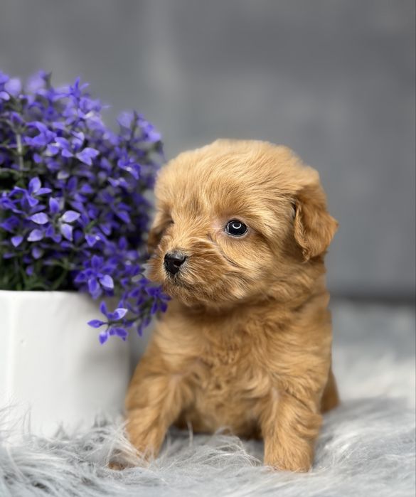 Девочка мальтипу Baby face