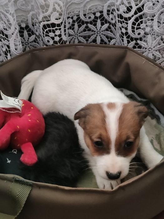 Jack Russell Terrier