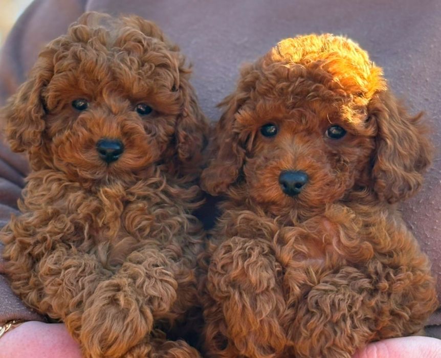 Той пудель хлопчики, КрасавчІкі