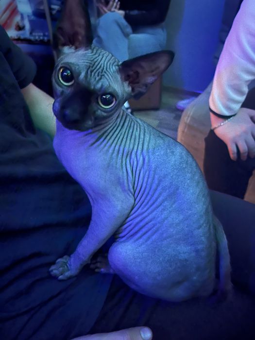 вязка сфінкс канадський