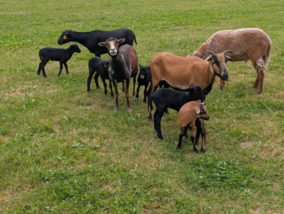 Owce kameruńskie / baranki / jagnięta