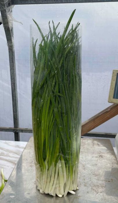 Продам лук перо (объем)