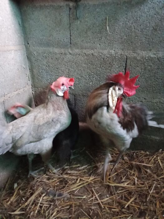 Ovos de cara de palhaço