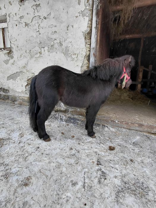 Sprzedam pięknego kucyka