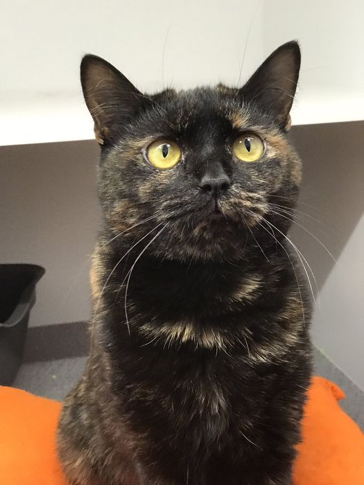 Краля в пошуках дому