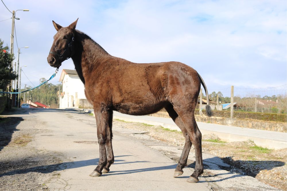 Poldra lusitana preta 1 ano