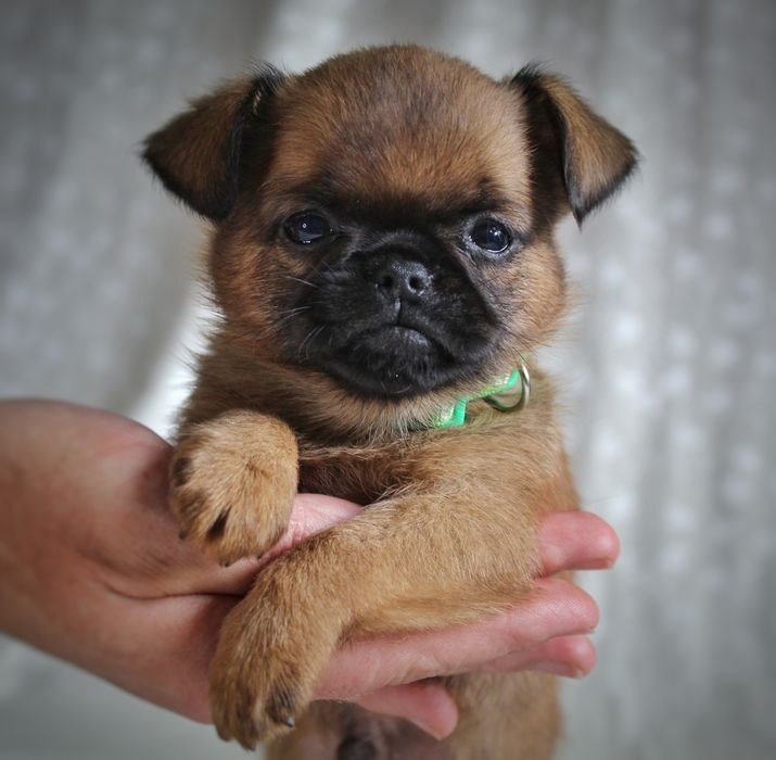 Цуценя грифон брабантський, пті брабансон