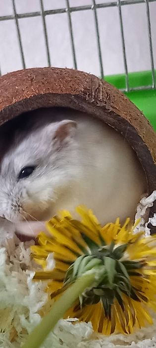 Джунгарский хомячекДжунгарик Красотка
