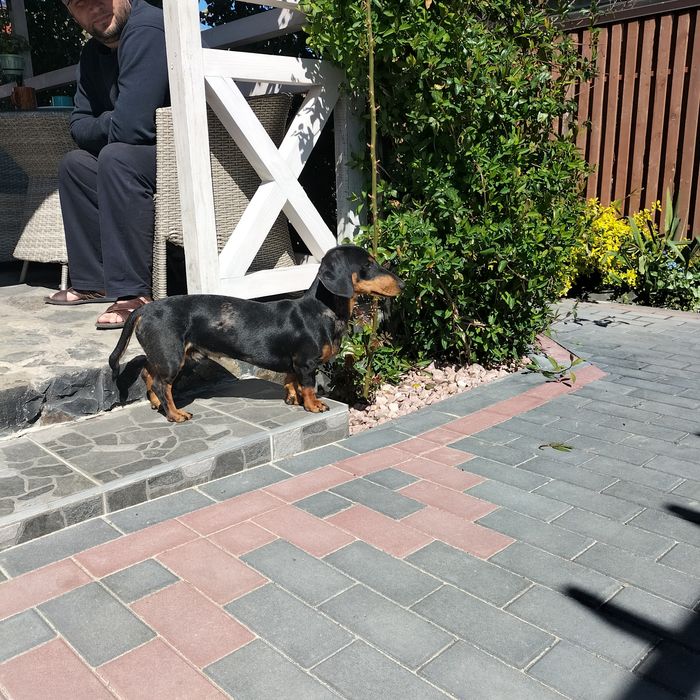 В'язка такса мраморний, чорний з підпалом.