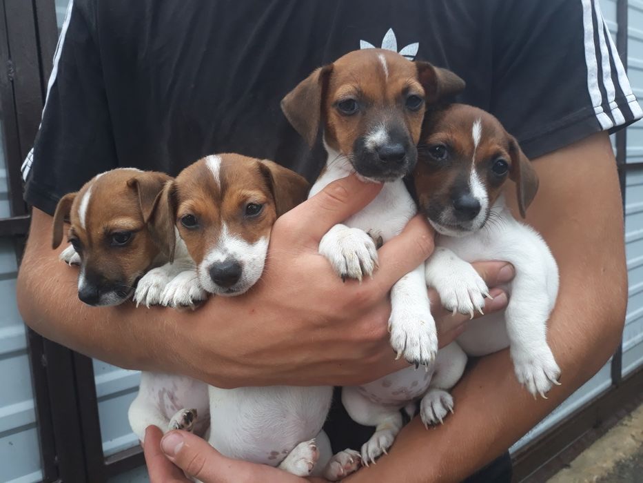 Милота для обожания