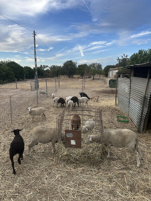 Borregas  e cabras