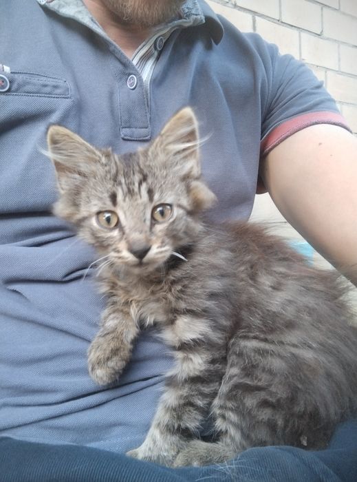 Котенята в добрі руки