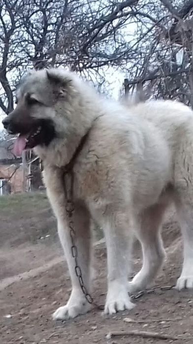 Кавказька вівчарка,степова