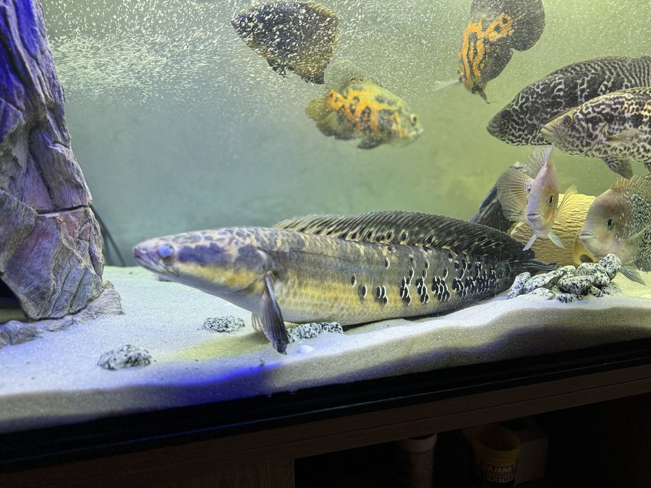 Змієголов,Зииеголов,аквариум