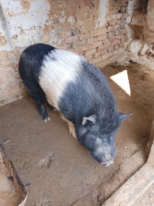 Продам робочого кнура  корейський