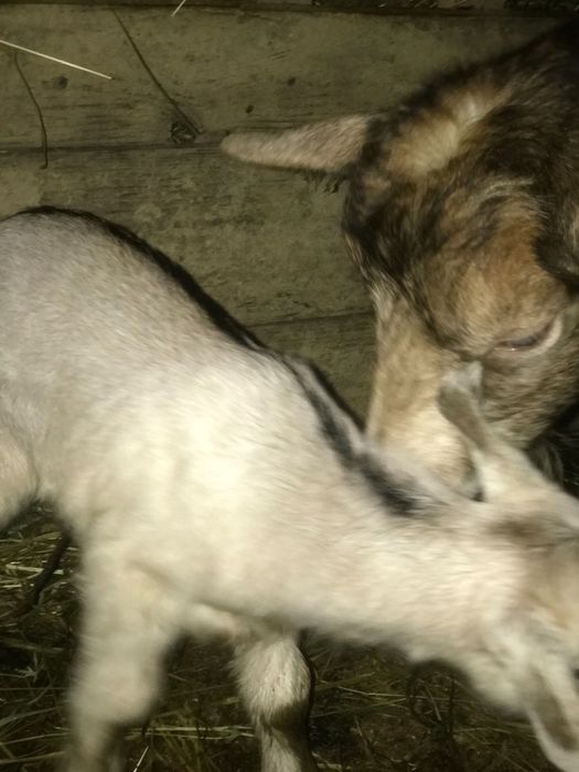 Продам козлички ціна за двох 3000 одній 4 місяці а одній неділя