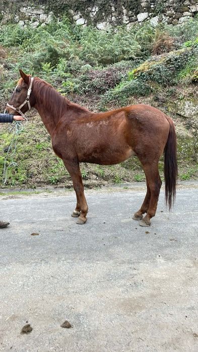 Cavalo para venda