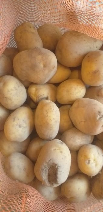Ziemniaki odpadowe duże