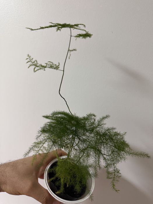 Aspargus setaceus