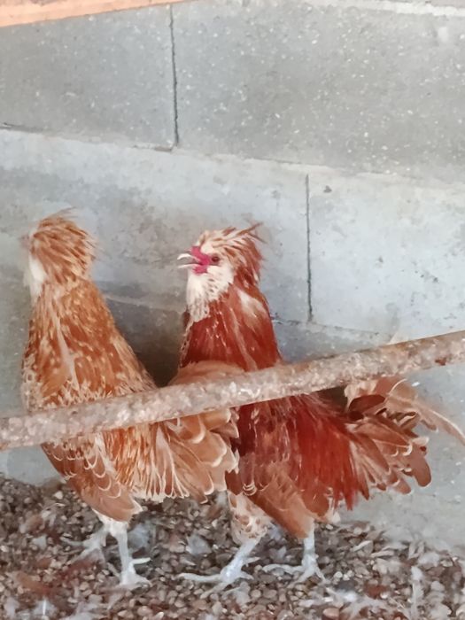 Vendo casal de paduanas