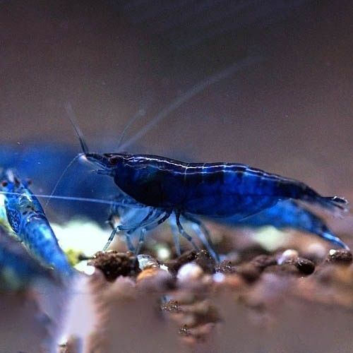 Krewetki Blue Velvet